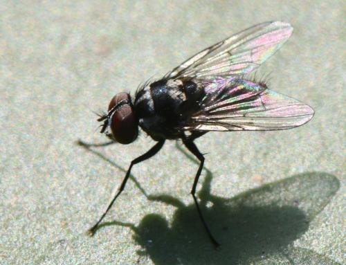 Limnophora tigrina